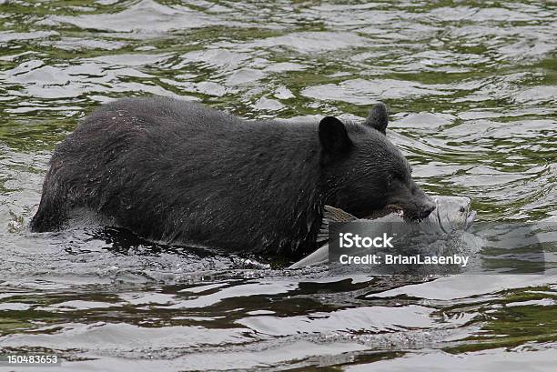 Photo libre de droit de Black Bear Regardant Saumon Coho banque d'images et plus d'images libres de droit de Poisson - Poisson, Alaska - État américain, Amérique du Nord