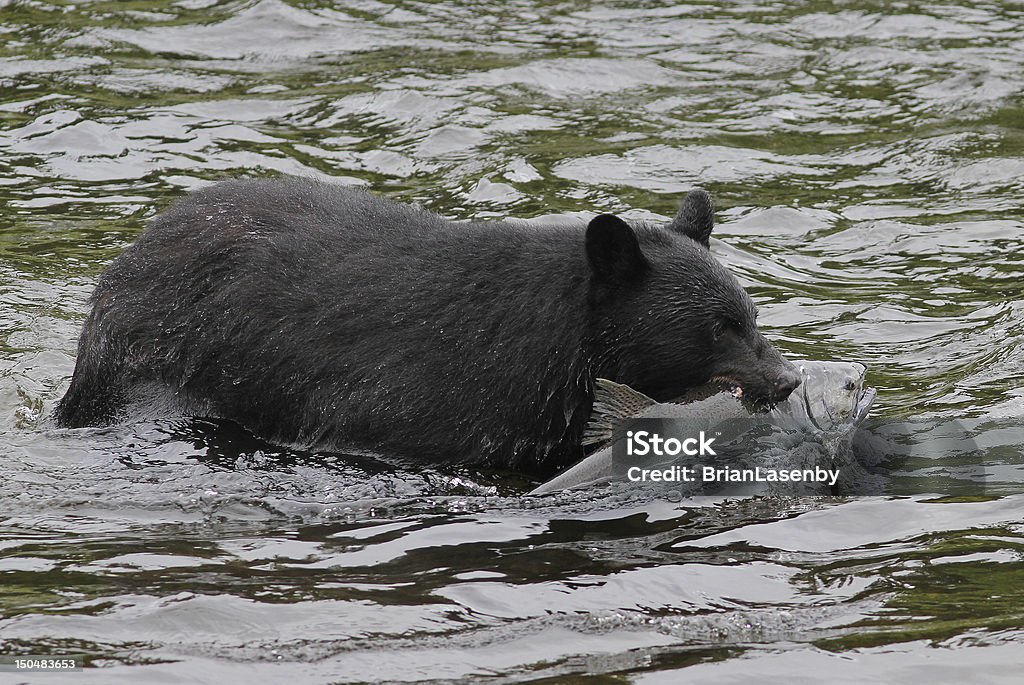 Urso preto bate Salmão Prateado - Foto de stock de Peixe royalty-free