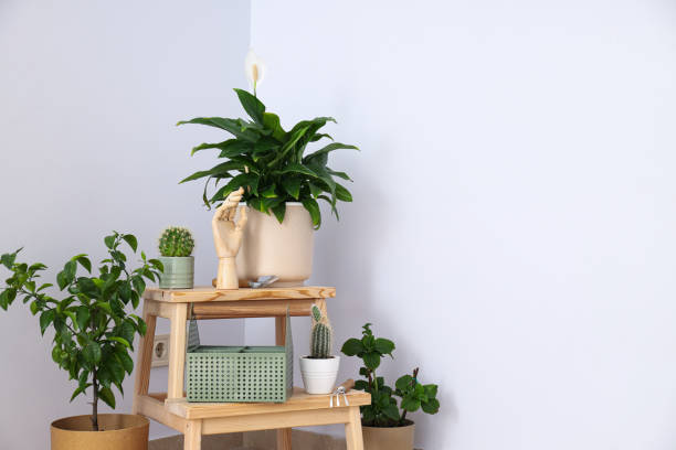istock Cozy hobby - growing indoor plants at home 1504836858