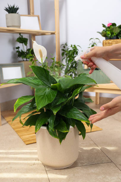 istock Cozy hobby - growing indoor plants at home 1504837374