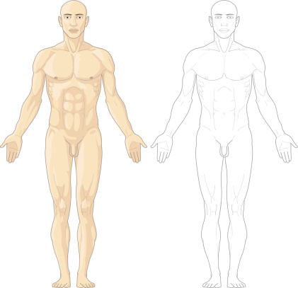 Detailed human body anatomy, front view.