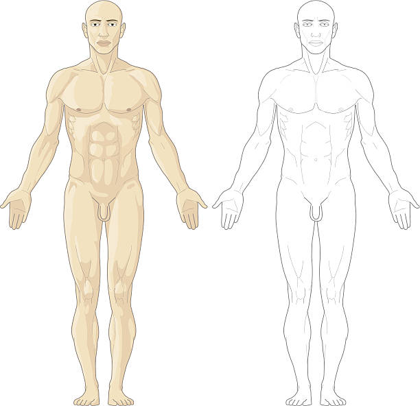 Human body Detailed human body anatomy, front view. male likeness stock illustrations