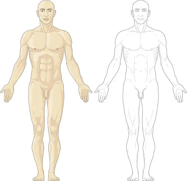 Vector illustration of Human body