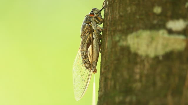 cicada drink and pee the fluids