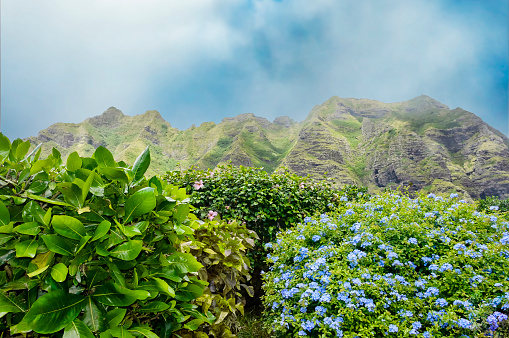 Oahu, Hawaii scenic landscape with a mountain in background; pink and blue flowers, and plants with red and green leaves in foreground.
