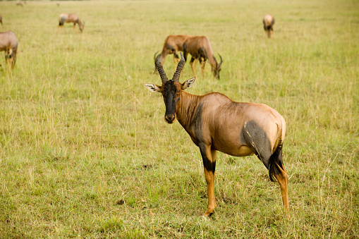 Topi Antelope in grass in Kenya