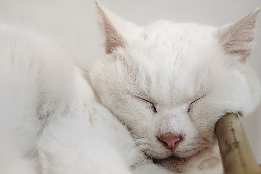 Image of a white cat sleeping with its face on a railing