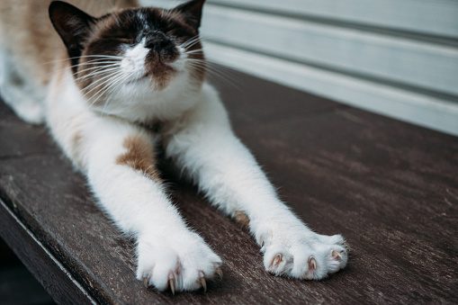 Siamese cat stretching