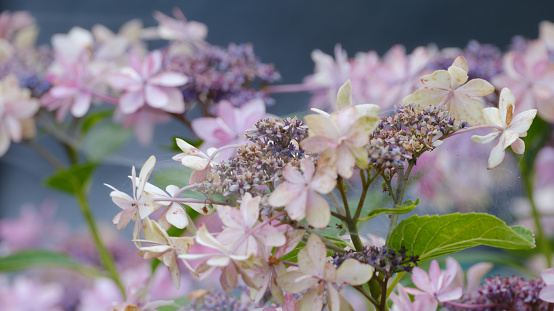 A dying light purple hydrangea blooming in the garden