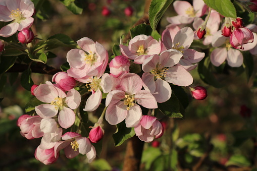 Pink apple blossoms and buds