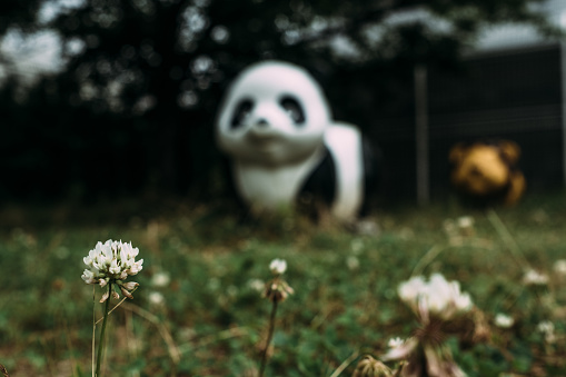 White clover and park playground equipment