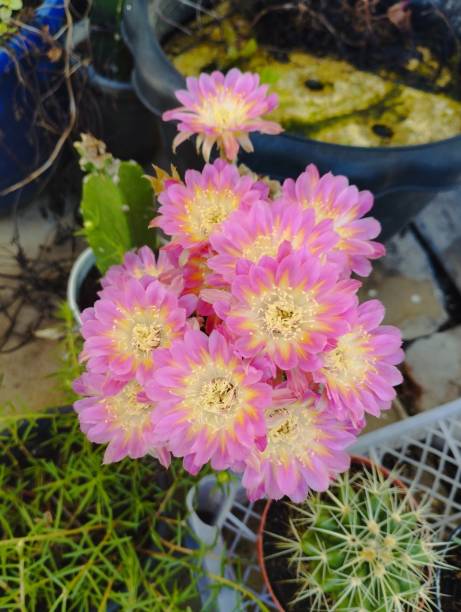 istock Pink of Lobivia cactus flowers bloom. 1504888785