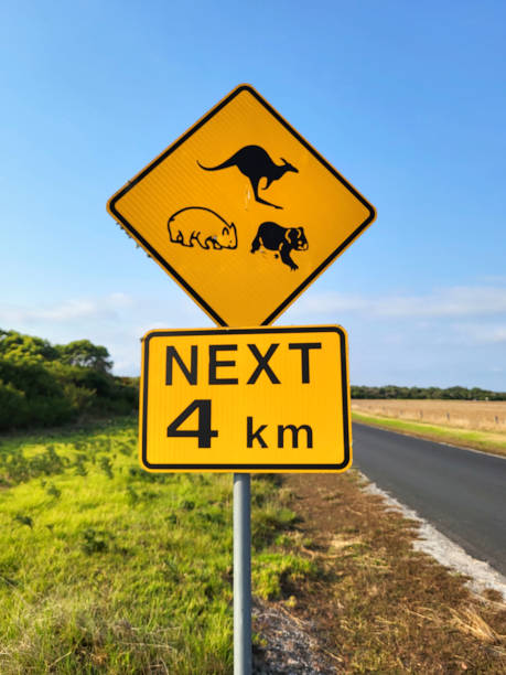 カンガルー、コアラ、ウォンバットのドライバーに警告するオーストラリアの道路標識。 - koala sign australian culture animal ストックフォトと画像