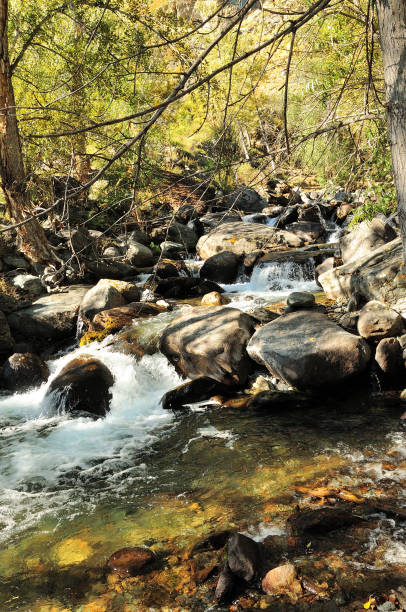 istock A stormy mountain stream bending around stones and trees flows down from the mountains through the evening forest in early autumn. 1504906449