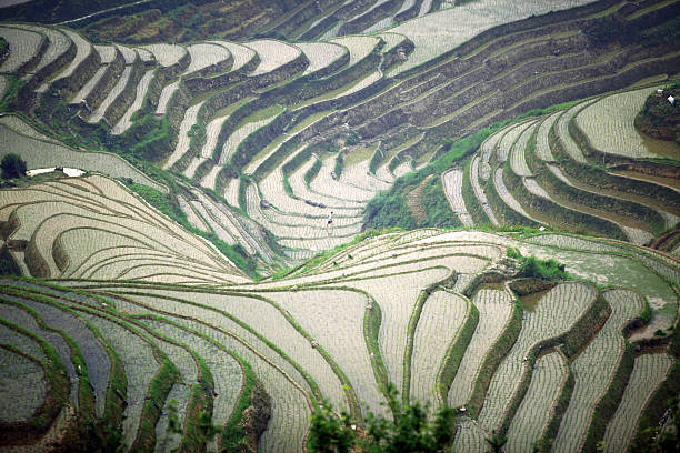 istock Longji rice terraces, Guangxi province, China 150490866