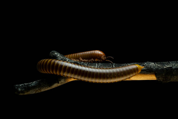 istock Millipede Asia on burnt mango tree looking for food branch after rip and burn deforestation 1504920939