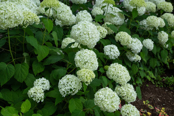 istock Annabelle hydrangea flower blooming white flowers in the garden. 1504921133