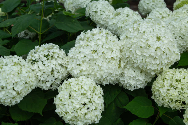istock Annabelle hydrangea flower blooming white flowers in the garden. 1504921142