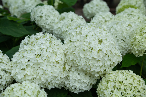 Annabelle hydrangea produces a ball of many small flowers.