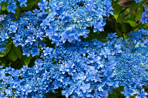 The blue hydrangea blooms like a bouquet.