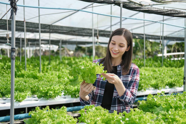 istock young farmer female smiling and holding mobile smart tablet with hydroponic fresh green vegetables produce in greenhouse garden nursery farm, smart farming, agriculture business concept 1504924732