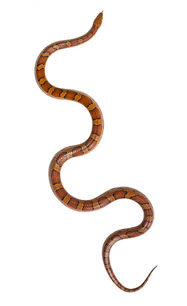 isolated snake A red cornsnake isolated on a white background elaphe guttata guttata stock pictures, royalty-free photos & images
