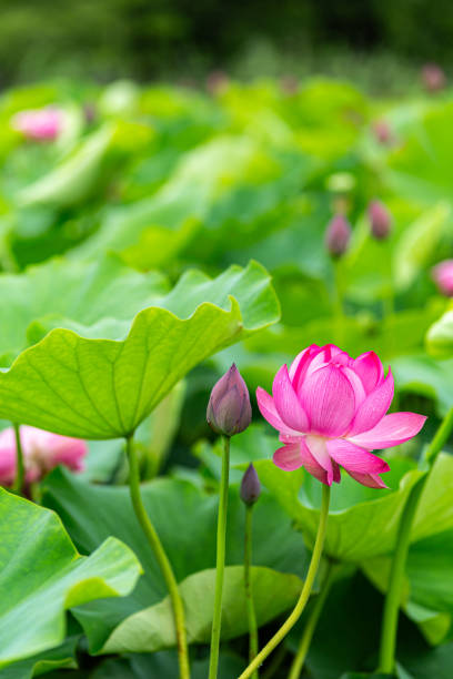 istock Beautiful ancient lotus flower buds blooming in the pond. 1504928321