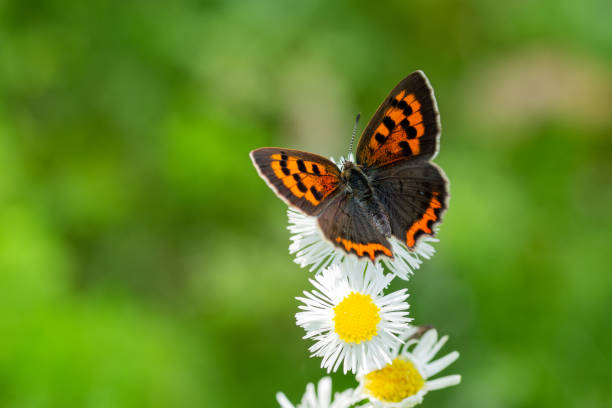 istock Lycaena phlaeas butterfly sucking nectar from annual fleabane. 1504928446