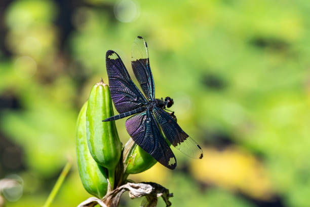 rinite fuliginosa metálica descansando em uma lagoa de verão. - fuliginosa - fotografias e filmes do acervo