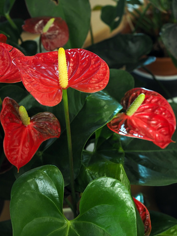 an unusual flower with the Latin name Anthurium andreanum or flamingo flower