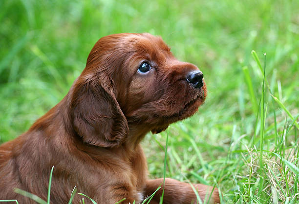Dog puppy Cute Irish Setter puppy looking irish setter puppy stock pictures, royalty-free photos & images