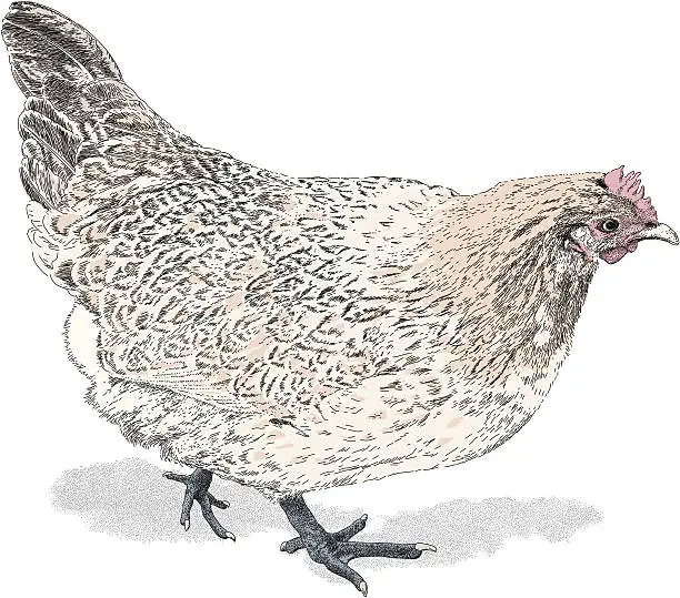 Vector illustration of Speckled Hen