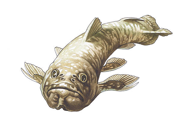 Coelacanth. Latimeria. Coelacanth. Latimeria. The prehistoric fish who has lived up to now. coelacanth photos stock illustrations