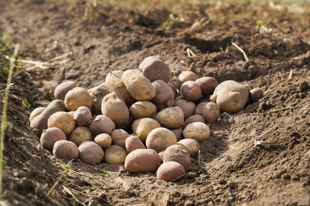 istock Digging organic multicolored potatoes in farm field 1504956206