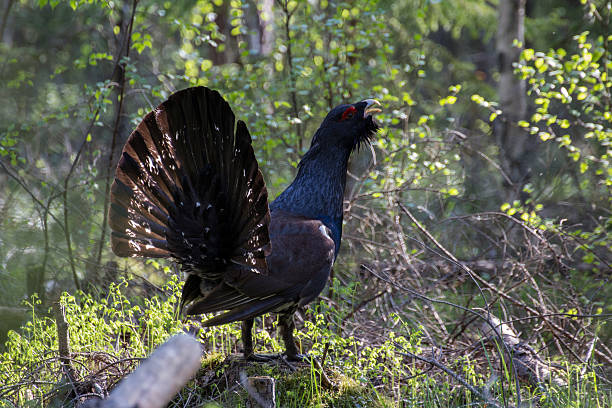 istock Male wood grouse 150495789