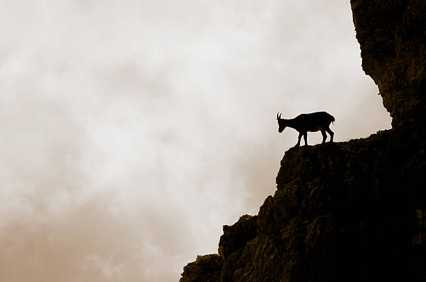 A mountain goat's silhouette in the Julian Alps in the north-east of Italy, Europe.