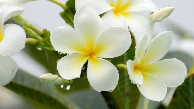 Beautiful white plumeria  flowers under drizzling rain, close up slow motion