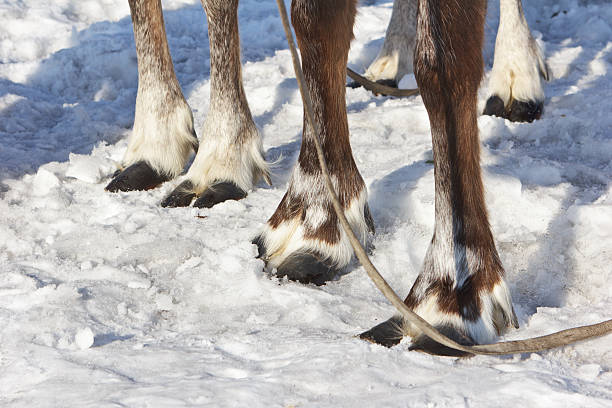 istock Four feet of reindeer. 150495915