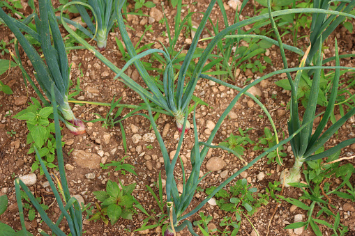 White onion plants growing in the vegetable garden on summer, Allium cepa