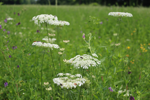 White flowers of Cow parsley in a green meadow on summer. Anthriscus sylvestris
