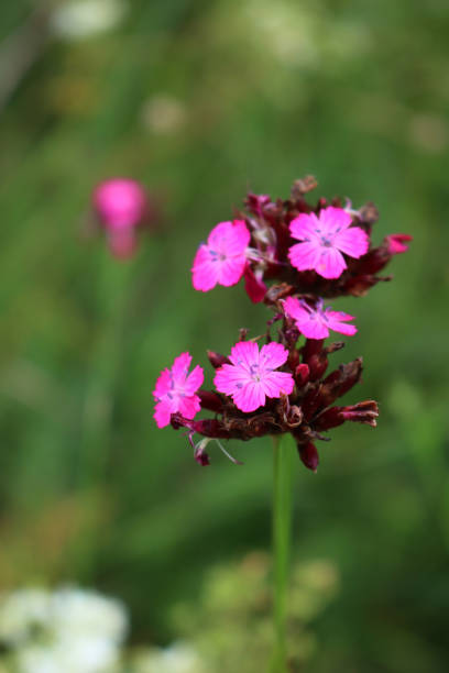 Two Carthusian Pink wildflower. Dianthus carthusianorum on green meadow on summer