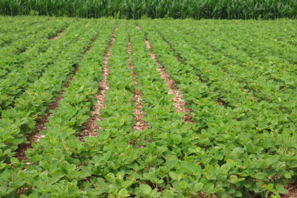 istock Green soybean field growing near corn field 1504984495