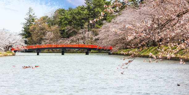 istock Traditional style Japanese red walking bridge and Sakura 1504986598