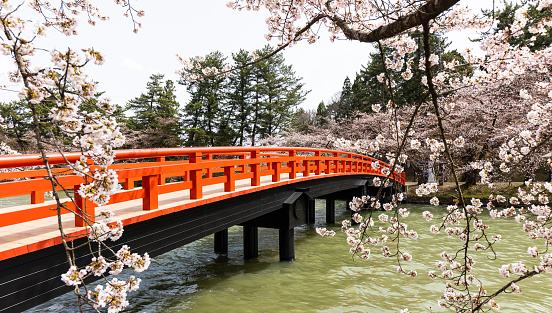 A river lined with Cherry Blossoms and a traditional style red wood Japanese bridge.