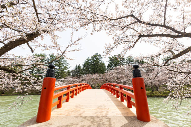 istock Traditional style Japanese red walking bridge and Sakura 1504986645