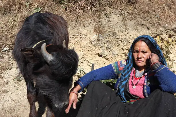 Chamoli, Uttarakhand, India. Photo of a indian lady farmer in her traditional attire with her cattles.
