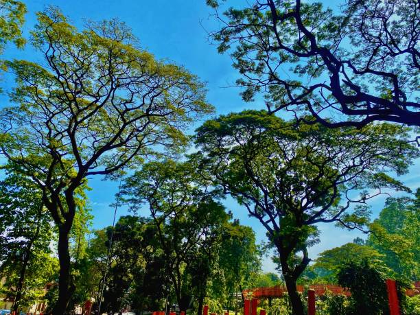 Large Tree with lots of branches and a blue sky, Tebet Eco Park