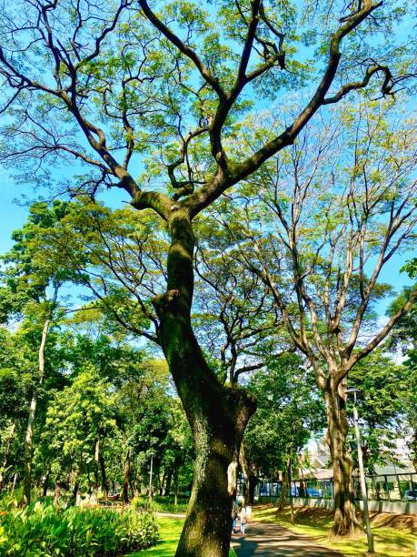 istock Large Tree with lots of branches and a blue sky, Tebet Eco Park 1504989095