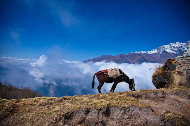 The mule grazing on the ridge in Himalaya mountains, Nepal