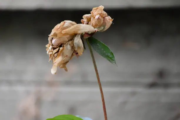 Photo of A flower that has withered and dried and is almost rotting.